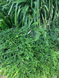 Image result for Gymnosporia arbutifolia