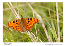 Image result for Polygonia c-album