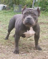 The pocket bully possess the same characteristics and appearance of standard bully. American Bully Breed Information History Health Pictures And More