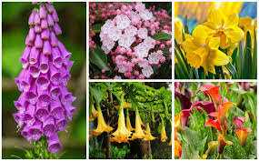 Maybe you would like to learn more about one of these? 20 Common Poisonous Flowers Photos Garden Lovers Club