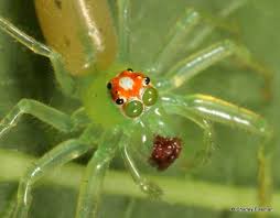 Black And White Jumping Spider Texas Bugtracks Jumping Spider Spider Silk Magnolia Green