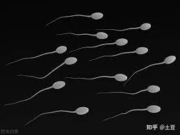 男人备孕：男性备孕吃什么精子质量好？权威研究解读！ - 知乎
