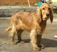 Süße mixwelpen suchen ab sofort neues liebevolles zuhause. Stettiner Hunde In Not Ferdek 9 Monate Alter Rude Mischlinge