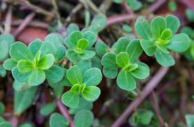 It is also antibacterial, antiscorbutic, depurative, diuretic and febrifuge. Edible Weed Purslane Benefits How To Grow Purslane In Containers Balcony Garden Web