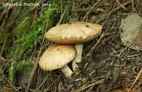 Image result for Suillus weaverae
