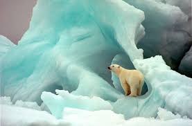 Maybe you would like to learn more about one of these? Eisbaren Eisbaren Rauber Auf Vier Pranken Geolino