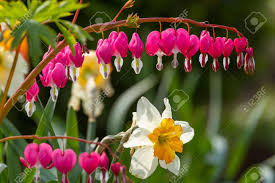 Check spelling or type a new query. Heart Shaped Flowers In The Garden Stock Photo Picture And Royalty Free Image Image 99792936