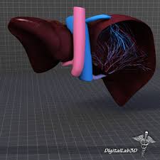 Human Liver Anatomy 3d Lwo Human Liver Anatomy Liver Anatomy Human Liver
