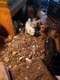 Maybe you would like to learn more about one of these? Six Pennsylvania Breeders Named In Humane Society S Horrible Hundred