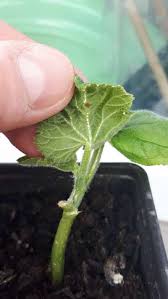 Image result for Mealybug cucumber