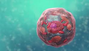 From the new gifmania can generate an automatic code to not have to. Biology Cell Structure Gif Gfycat