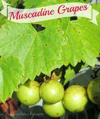 How To Grow Muscadine Grapes Edible Landscaping Growing Grapes Growing Vegetables
