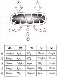 Nas mesmas condições, a velocidade de formação do dióxido de carbono resultante da combustão completa do butano é Bionoticias E Biotestes Aula 1 Metabolismo Testes