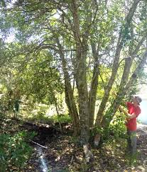 Image result for Pterocelastrus