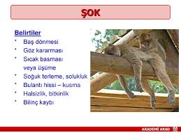 Ilk Yardim Temel Bilgiler Ppt Indir