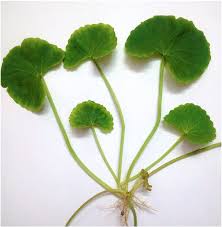 Image result for Centella asiatica