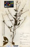 Image result for Heteromorpha stenophylla