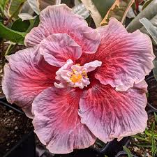 Image result for Hibiscus seineri