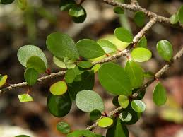 Image result for Lythrum rotundifolium