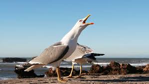 Image result for seagull