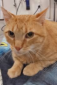 Although the love of a pet is priceless, all of the following are still included when you adopt! Rescue Archives Page 5 Of 22 Animal Rescue League Of Boston