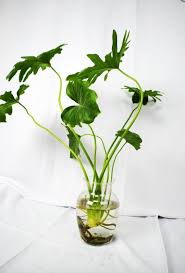 Gardening 101 Philodendron Gardenista Philodendron Plant Water Plants Indoor House Plants