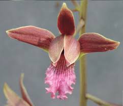 Image result for Eulophia tuberculata