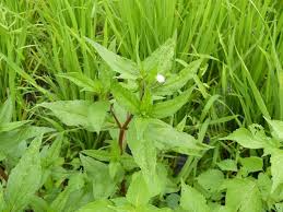 Image result for Eclipta prostrata