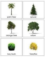 With education.com's interactive science lesson plans for different grade levels, teachers and parents can use these lesson plans to have students look forward to learning about the color spectrum and solar system, as well as more generally, chemistry and physics, with their peers everyday. Types Of Plants Sorting Cards Tree Bush Herbaceous Plant Sorting Cards Types Of Plants Plants