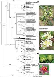Image result for Gymnosporia pubescens