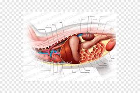 The abdominal cavity is the part of the body that houses the stomach, liver, pancreas, kidneys, gallbladder, spleen, and the large and small intestines. Muscle Stomach Abdomen Human Anatomy Organ Abdomen Anatomy Anatomy Abdomen Png Pngegg