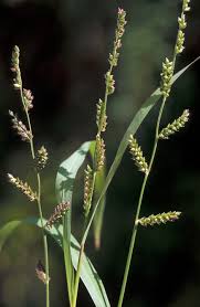 Image result for Coleochloa