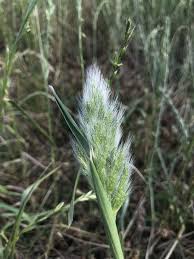 Image result for Polypogon