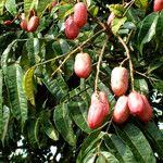 Image result for Pachylobus edulis