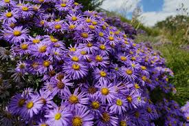 Staudenbeet leicht gemacht blumenbeet bepflanzen bilder. Blumengarten Anlegen Gestalten 5 Tipps Fur Anfanger Hausgarten Net