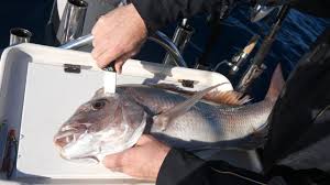 Ungutted fish will last for 24 to 48 hours on ice. How Long Can You Keep Fish On Ice And How To Store It