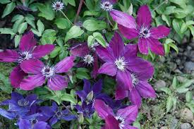 Image result for Clematis costata