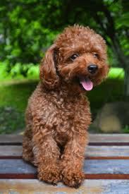 Teacup hunde sind keine rasse, sondern ein trend. Teacup Pudel Rasse Profil Grosse Temperament Gesundheit Und Mehr Perfekte Hunderassen Rassen