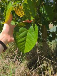 Image result for Alchornea cordifolia