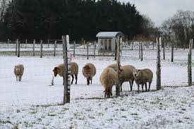Sous La Neige Leslandes Hiver 2018 Graines Bio Landes Bio