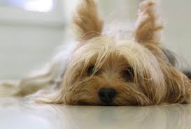 If your dog goes a couple of days without eating and nothing else is wrong — no vomiting, diarrhea, coughing, no having accidents — then i'm. New Breakthrough In Dog Feeding How Long Can A Dog Go Without Eating Chummy Doggy