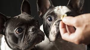 And nothing makes a tail wag faster than a delicious snack! Homemade Low Fat Dog Treats Perfect For National Pet Day