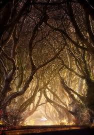 The Dark Hedges Armoy County Antrim Northern Ireland Location Setting For Scene In Season 2 Of Game Of Thrones Whe Tree Photography Beautiful Tree Nature