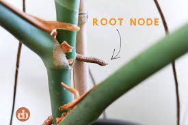 We did not find results for: How To Root Plant Cuttings In Water For Propagation