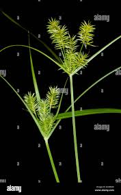 Image result for Cyperaceae