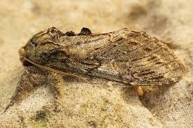 Image result for Peridea anceps