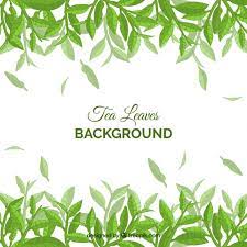 Download Tea Leaves Background With Plants For Free Leaf Background Tea Leaves Illustration Leaves Illustration