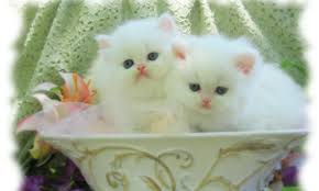 Collection by social cute • last updated 12 days ago. Pretty Cats Wallpapers Top Free Pretty Cats Backgrounds Wallpaperaccess