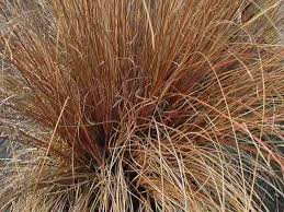 Image result for Carex brassii