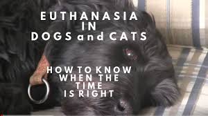 Euthanizing a dog is often conducted in a way that will less cause pains to the dog and will make the pet owner come to a closure with the idea of losing the pet. How To Euthanize A Dog At Home Without A Vet 2020 Aug Updated